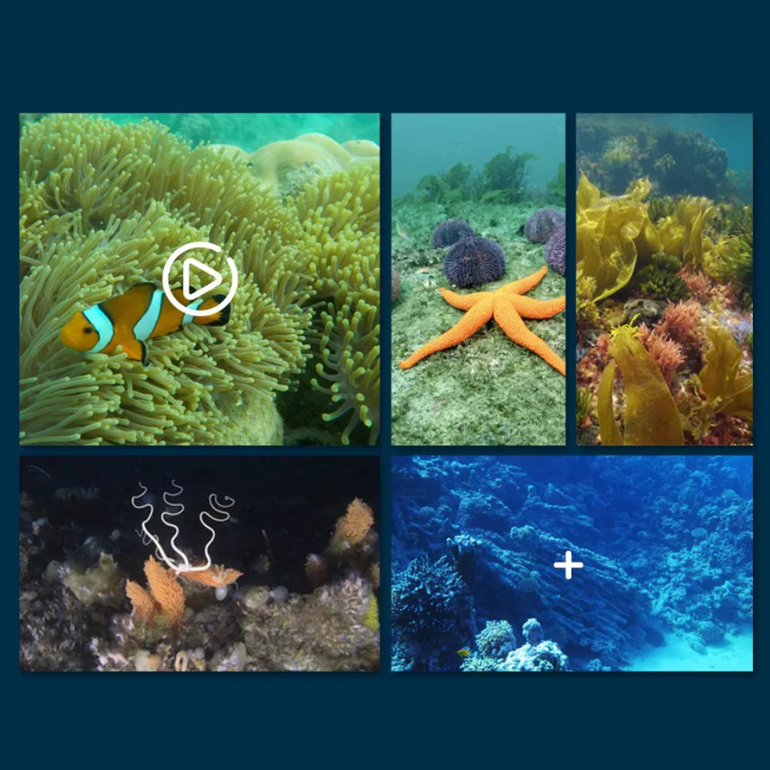 TauchBlick Unterwasserkamera-U-Boot